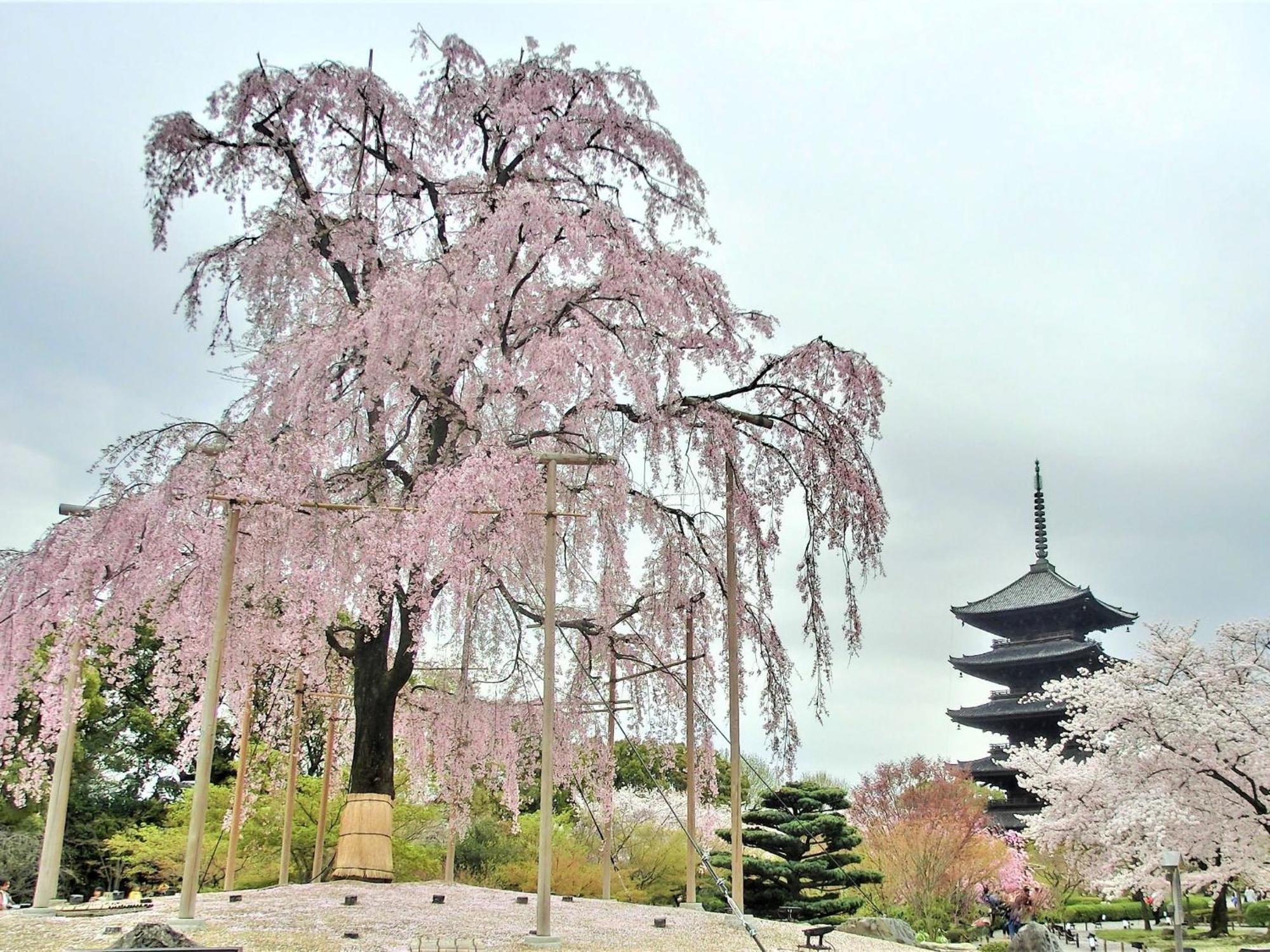 Stay Sakura Kyoto Higashi Hongan-Ji I Εξωτερικό φωτογραφία